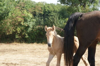 Palomino Hengstfohlen – Sportliches Blut & Zukunftsperspektive