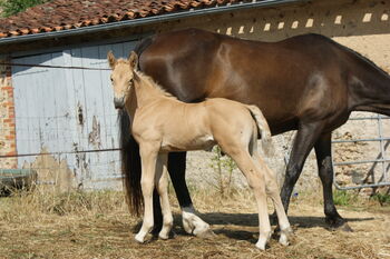 Palomino Hengstfohlen – Sportliches Blut & Zukunftsperspektive, lemaponies, Pferd kaufen, Rolle