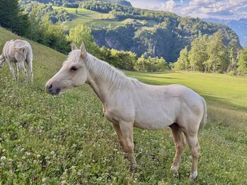 Palomino Hengstfohlen 2026 - Wimpy x Hollywood Dun It