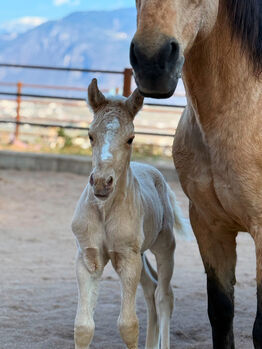 Palomino Hengstfohlen 2026 - Wimpy x Hollywood Dun It, Amelie Liegl, Horses For Sale, Eppan
