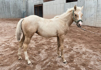 Palomino Hengstfohlen aus Top Reining Linien