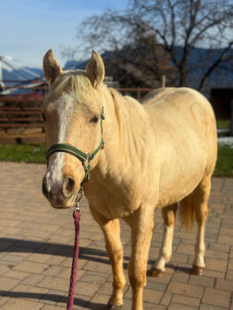 Palomino Hengst (Wimpy Enkel) aus Top Reining Linien, Amelie Liegl, Horses For Sale, Eppan