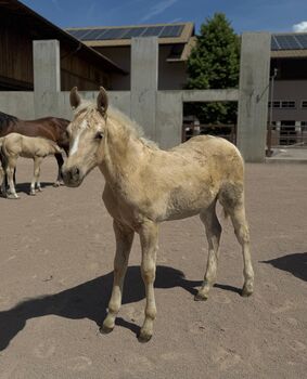 Palomino Hengstfohlen 2026 - Wimpy x Hollywood Dun It, Amelie Liegl, Horses For Sale, Eppan