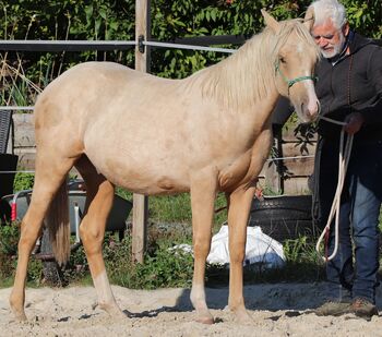 Palomino Nachwuchstalent mit Top-Abstammung - Bildschönes Jungpferd mit Zukunft