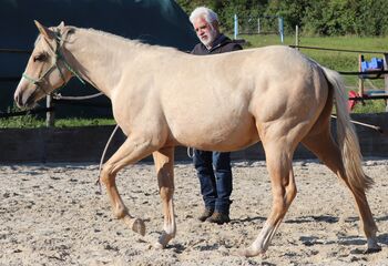 Palomino Nachwuchstalent mit Top-Abstammung - Bildschönes Jungpferd mit Zukunft, Kerstin Rehbehn (Pferdemarketing Ost), Pferd kaufen, Nienburg