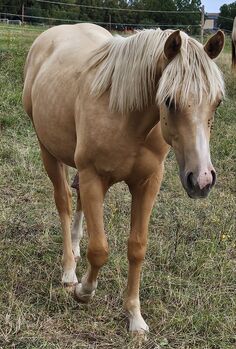 Palomino Nachwuchstalent mit Top-Abstammung - Bildschönes Jungpferd mit Zukunft, Kerstin Rehbehn (Pferdemarketing Ost), Pferd kaufen, Nienburg