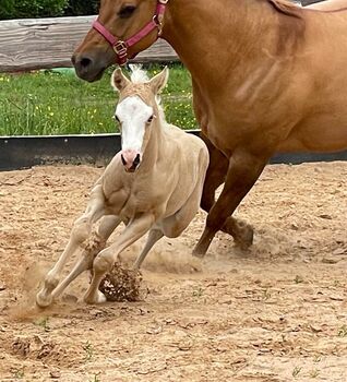 palomino overo Paint Horse Stutfohlen mit guter Abstammung, Kerstin Rehbehn (Pferdemarketing Ost), Horses For Sale, Nienburg