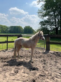 Palominopony Wallach, Britta, Horses For Sale, Hopsten 