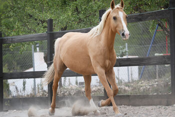 Palomino Quarab Stute in Palominofarbe