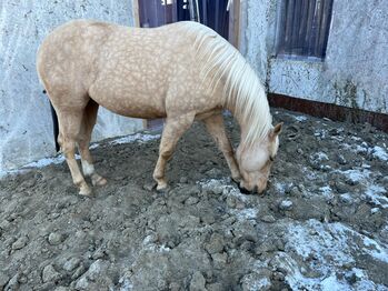 Palomino Quarter Horse Stute mit Reiningpedigree der Extraklasse