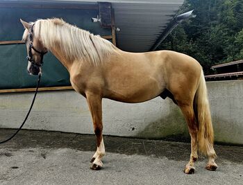 Palomino Wallach, Lusitano Mix, Manuela KUBNY , Horses For Sale, Küßnach 