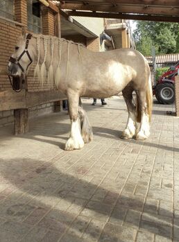 Palomino Tinker angeritten und gefahren, Me , Pferd kaufen, Kierspe 