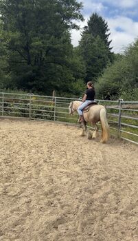 Palomino Tinker angeritten und gefahren
