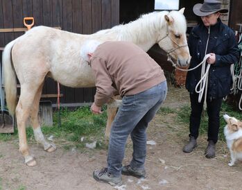 Palomino Nachwuchstalent mit Top-Abstammung - Bildschönes Jungpferd mit Zukunft