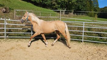 Palomino Wallach, Lusitano Mix