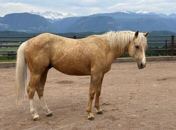 Palomino Wallach (Wimpy Enkel) aus Top Reining Linien, Amelie Liegl, Pferd kaufen, Eppan