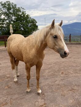 Palomino Wallach (Wimpy Enkel) aus Top Reining Linien