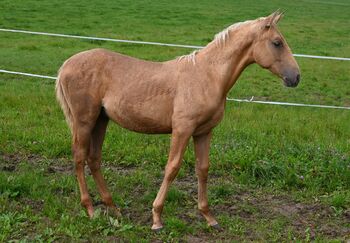 Palomino mit grünen Augen