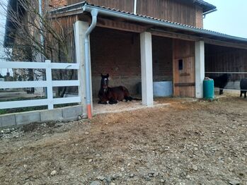 Einstellplatz, Bettina Berger, Horse Stables, Haag