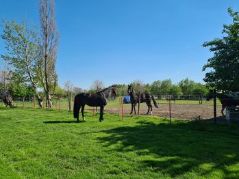 Einstellplatz in Wien- Paddockbox mit XXL Paddock