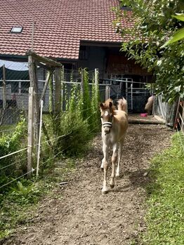 Partbred Araber 82 % Hengstfohlen