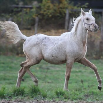 Partbred-Araber Stutfohlen Palomino 87,79% av Anteil, Kathi, Pferd kaufen, Löwenberger Land