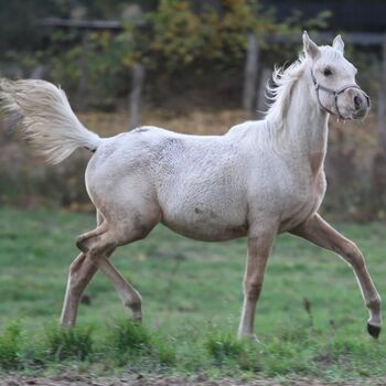 Partbred-Araber Stutfohlen Palomino 87,79% av Anteil, Kathi, Horses For Sale, Löwenberger Land