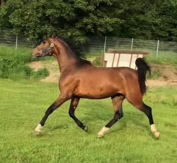 Partbredaraber im Warmblut Typ