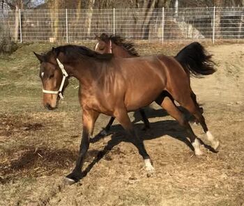 Partbred Junghengst, Elke, Pferd kaufen, Kobenz 