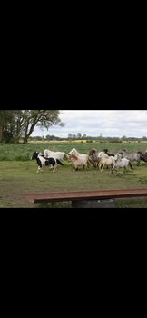 Partbred Shetlandponys suchen neues Zuhause, Imke Müller, Horses For Sale, Wuster Nordseeküste