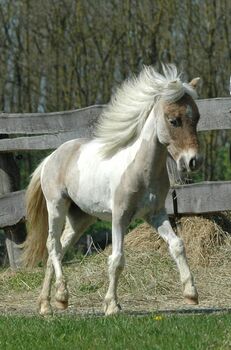 Partbred Shetland Pony, Bianca , Konie na sprzedaż, Lutzmannsburg 