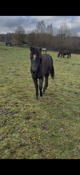 Paso Fino Mix Hengstfohlen „Ari“, Angelina Jedich, Pferd kaufen, Kreuztal