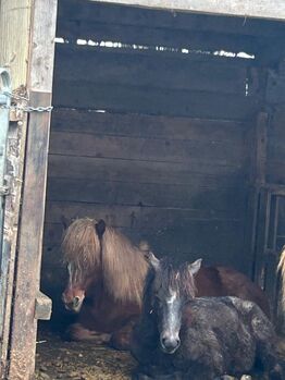 Paso Fino Mix Hengstfohlen „Ari“