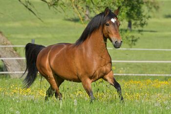 Paso Fino Stute Gangpferd, Miriam Fertl, Pferd kaufen, Aletshausen