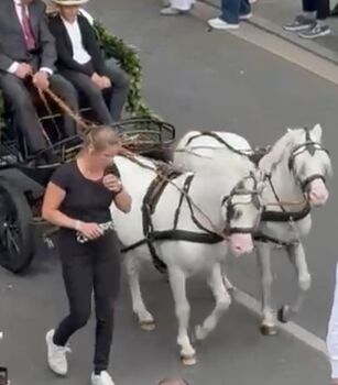 Passgespann Welsh A, Koko, Pferd kaufen, Mönchengladbach