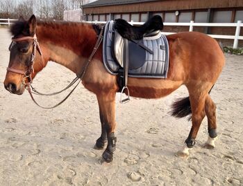 Passier A Tempi Dressursattel, 17", Passier A Tempi, Janina Beilfuß, Dressage Saddle, Ahrensbök