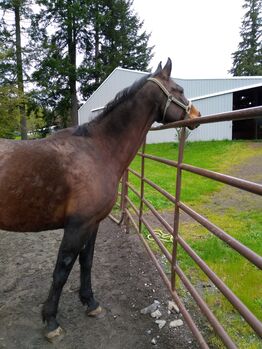 Pasture pet/ companion