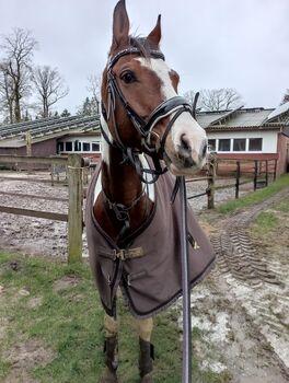 Lacktrense Wb, - Schwedisch kombiniert, Pferdeliebe, Bridles & Headstalls, DÖTLINGEN 