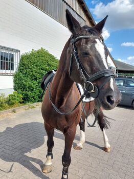 Biete PB/RB auf meinem Wallach in HH-Allermöhe, Jacqueline Joel, Reitbeteiligungen, Hamburg