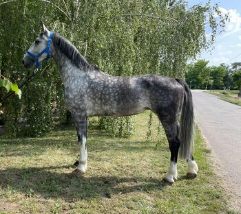 Páva excellent harness horse, Melissza, Horses For Sale, Kondoros