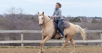 Pedigree & First Dressage Palomino AQHA Gelding For Sale., Alkins, Horses For Sale, Cardiff