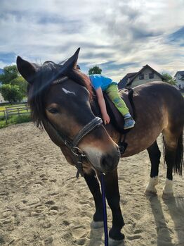 Pedro, wunderschöner, vielseitiger Wallach, Anja Liesnig, Horses For Sale, Bleiburg 