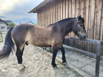 Pedro, wunderschöner, vielseitiger Wallach