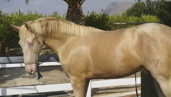Pegasus Traumpferd Cremello 170cm für Dressur & mehr, Post-Your-Horse.com (Caballoria S.L.), Konie na sprzedaż, Rafelguaraf