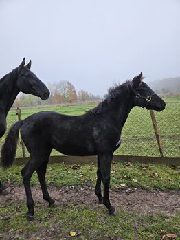 Penny sucht 5STERNE Zuhause🥰, Maria, Horses For Sale, Neu Bartelshagen