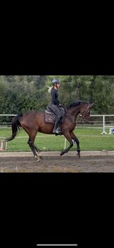 Perfektes Freizeitpferd