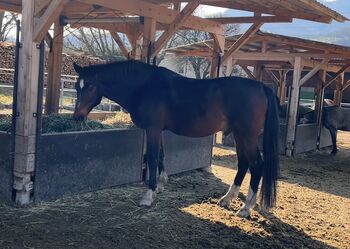 Perfektes Ausreitpferd sucht neues zu Hause, Stefanie , Horses For Sale, Thenneberg 