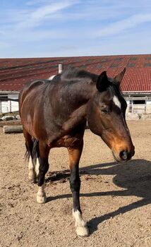 Perfektes Ausreitpferd sucht neues zu Hause