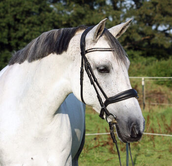 #perfectallrounder #spanishpowergirl PRE Pura Raza Española, Stute, 10 Jahre, Schimmel, 1,61m Stm., WOW Pferd  (WOW Pferd), Horses For Sale, Bayern - Attenkirchen