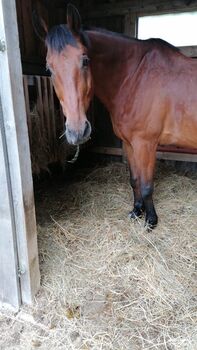 Perfekter Freizeitpartner, Hinterreiter Karin, Horses For Sale, Unterweißenbach